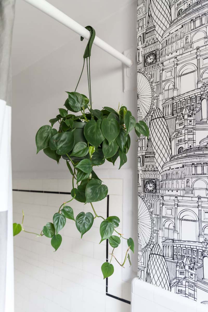 10-piante-ideali-per-il-bagno 14