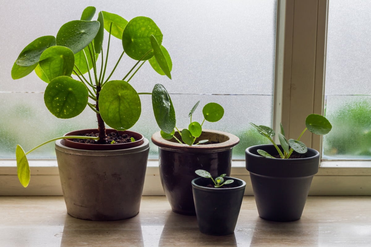10 piante sempreverdi da balcone 10
