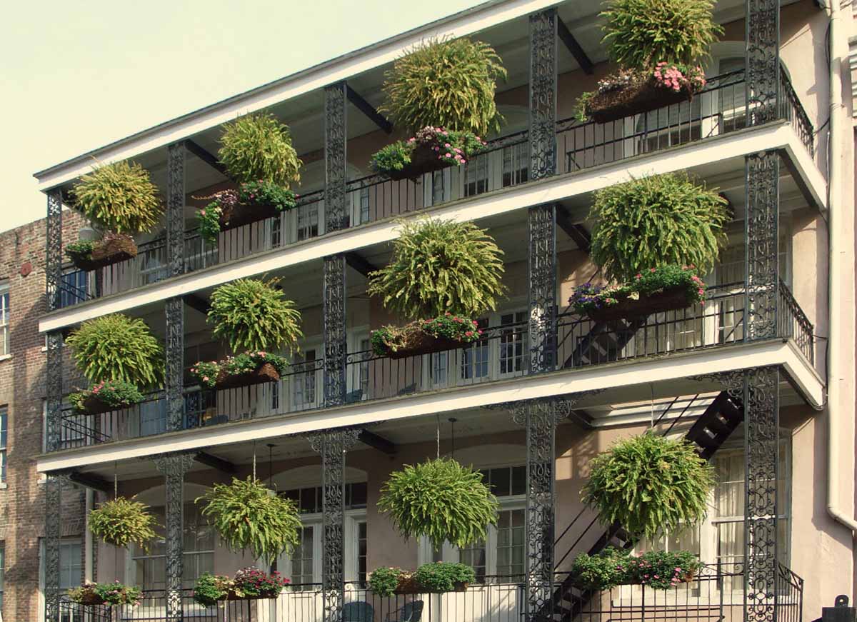 10 piante sempreverdi da balcone 2