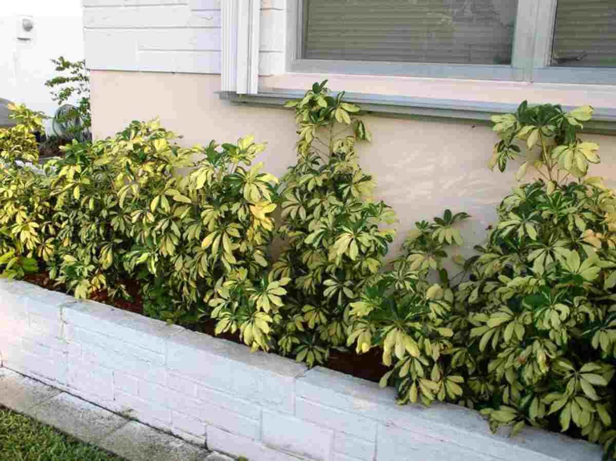 10 piante sempreverdi da balcone 8
