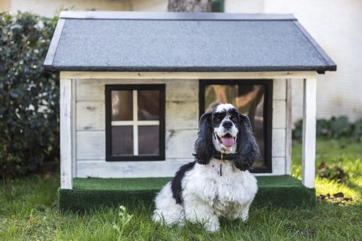 Come scegliere la cuccia del cane
