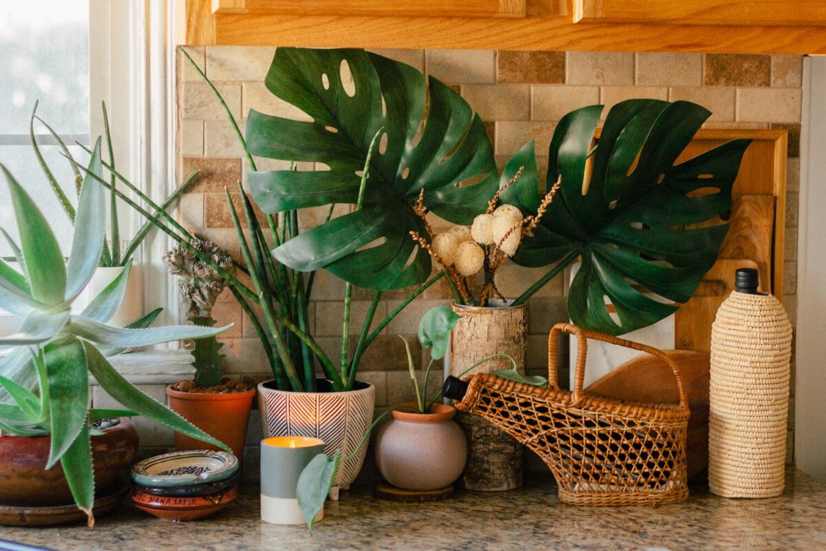 8-piante-da-avere-in-cucina-20