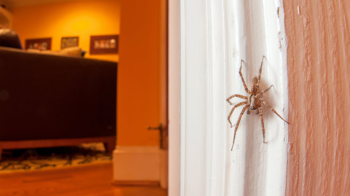 eliminare-i-ragni-in-casa-01