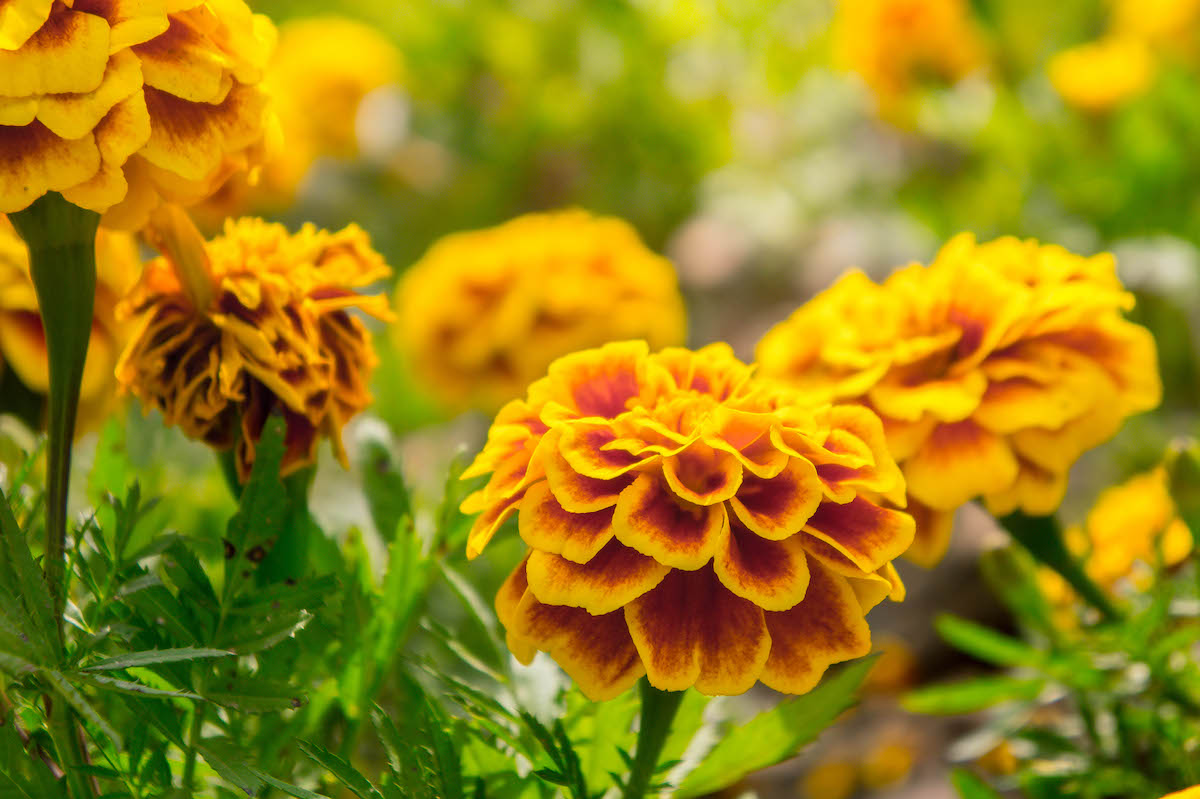 piante-fioriscono-inverno-calendula.jpg