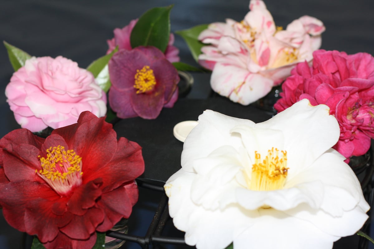 Camellia assortment