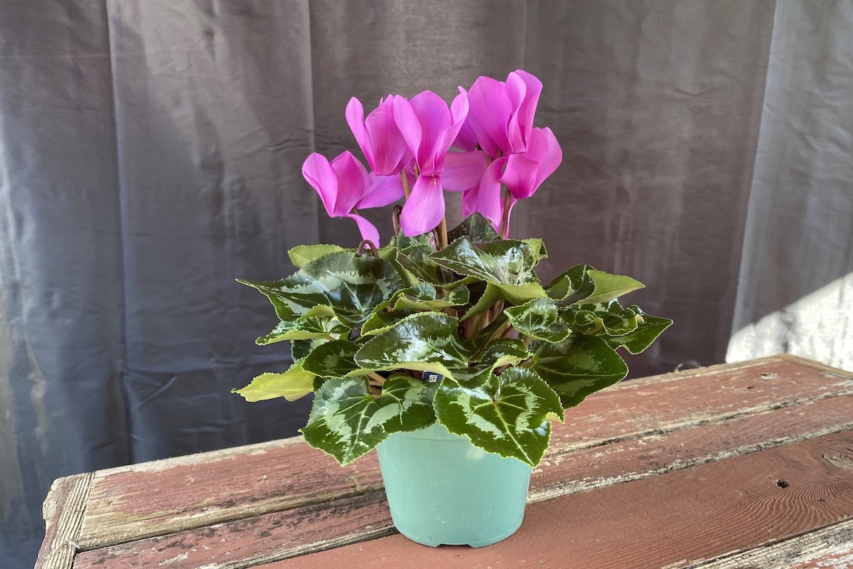 piante-fioriscono-inverno-ciclamino
