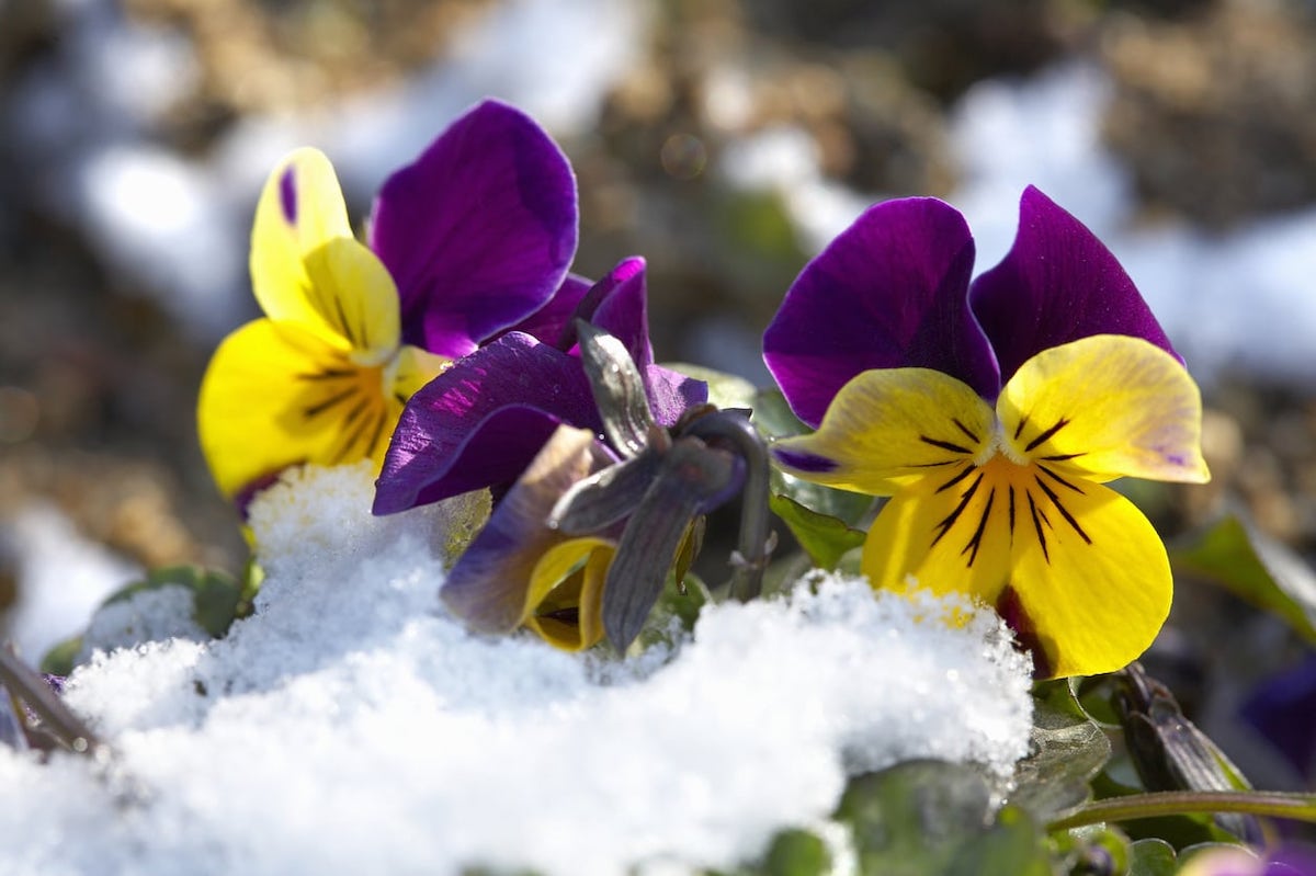 piante-fioriscono-inverno-viola-pensiero