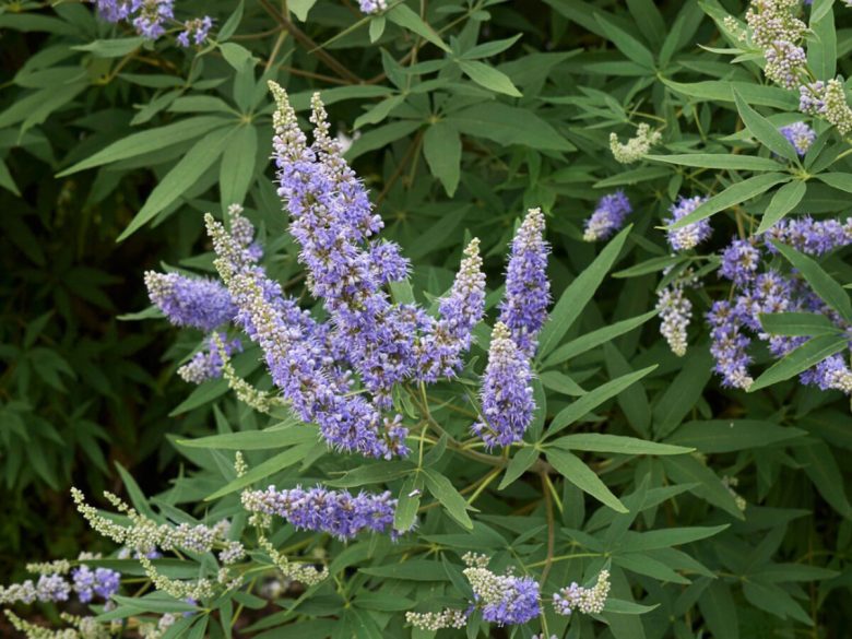 piante-perfette-per-la-privacy-in-giardino-10-idee-e-foto-03