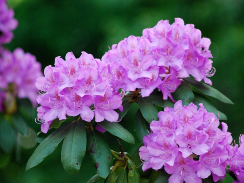 piante-perfette-per-la-privacy-in-giardino-10-idee-e-foto-06