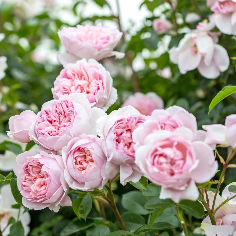 piante-perfette-per-la-privacy-in-giardino-10-idee-e-foto-09
