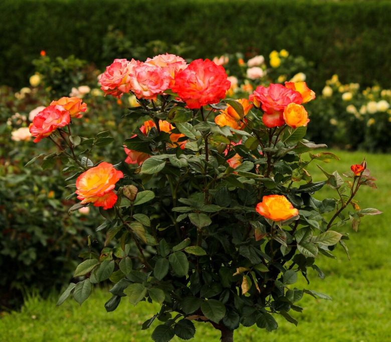 piante-perfette-per-la-privacy-in-giardino-10-idee-e-foto-10