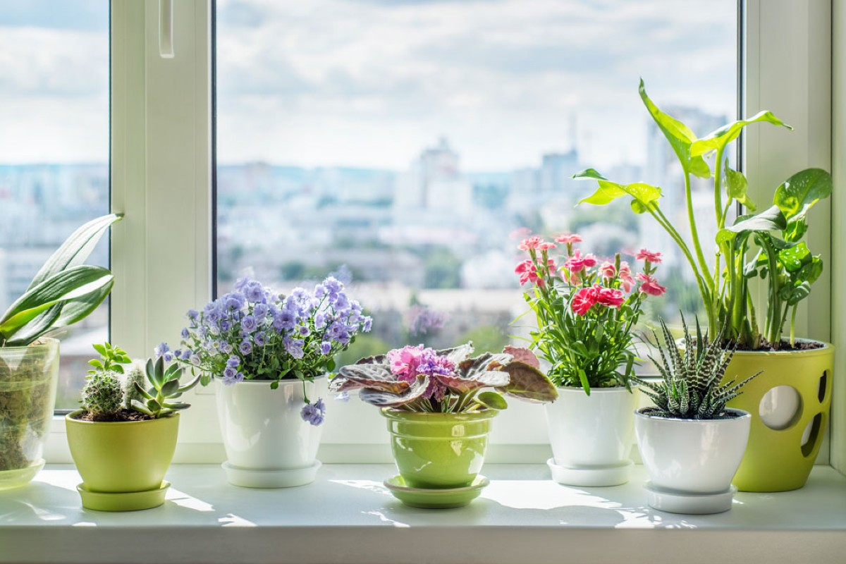 Abbellire casa con piante colorate 10 idee e foto 1
