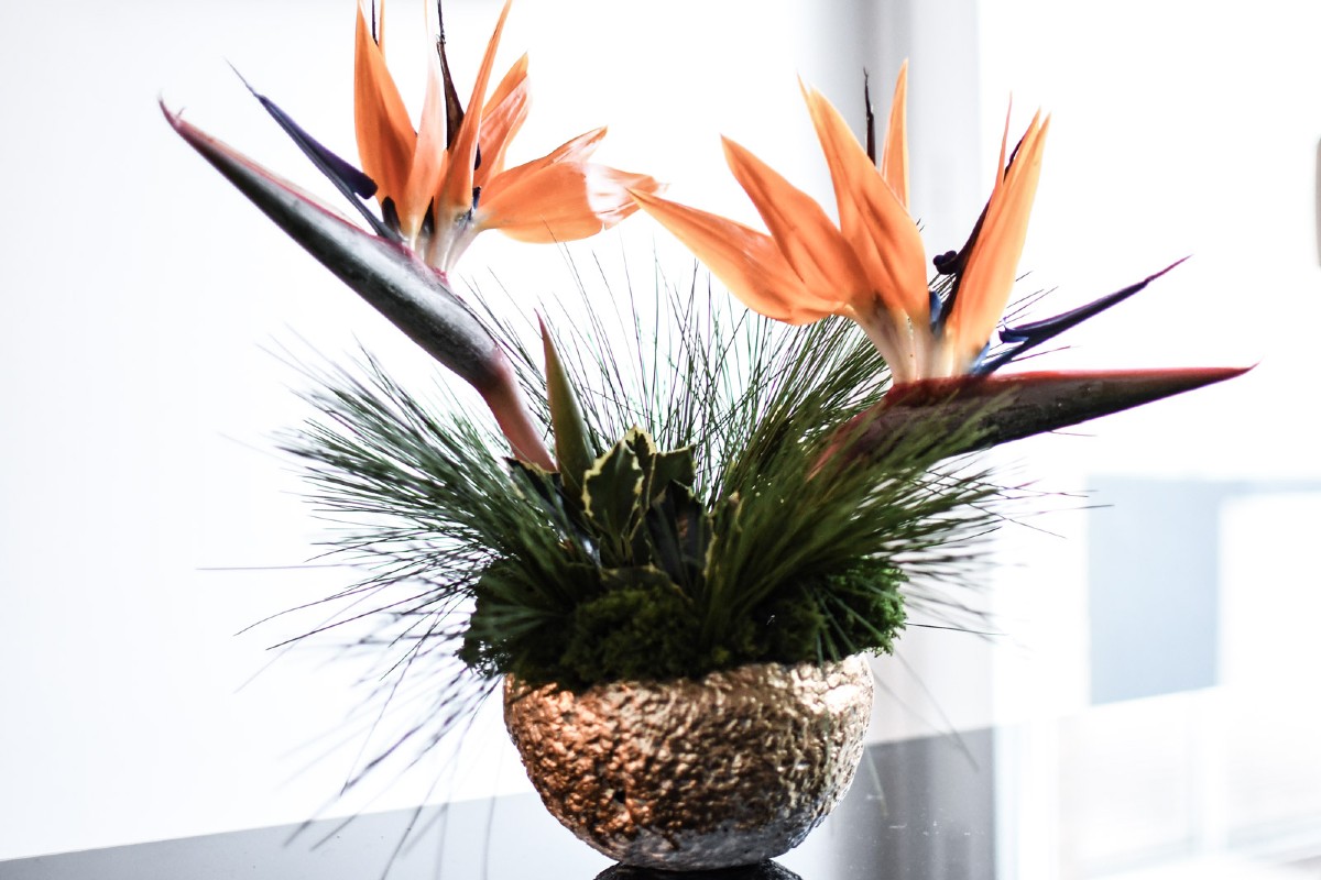 Abbellire casa con piante colorate 10 idee e foto 6