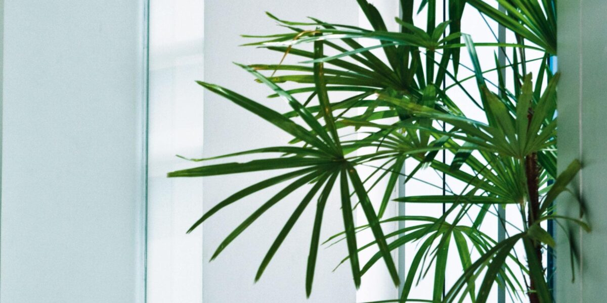palme-da-interni