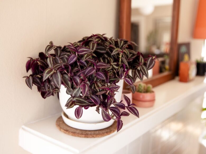 Abbellire l&#8217;ingresso di casa con le piante colorate: 10 idee e foto