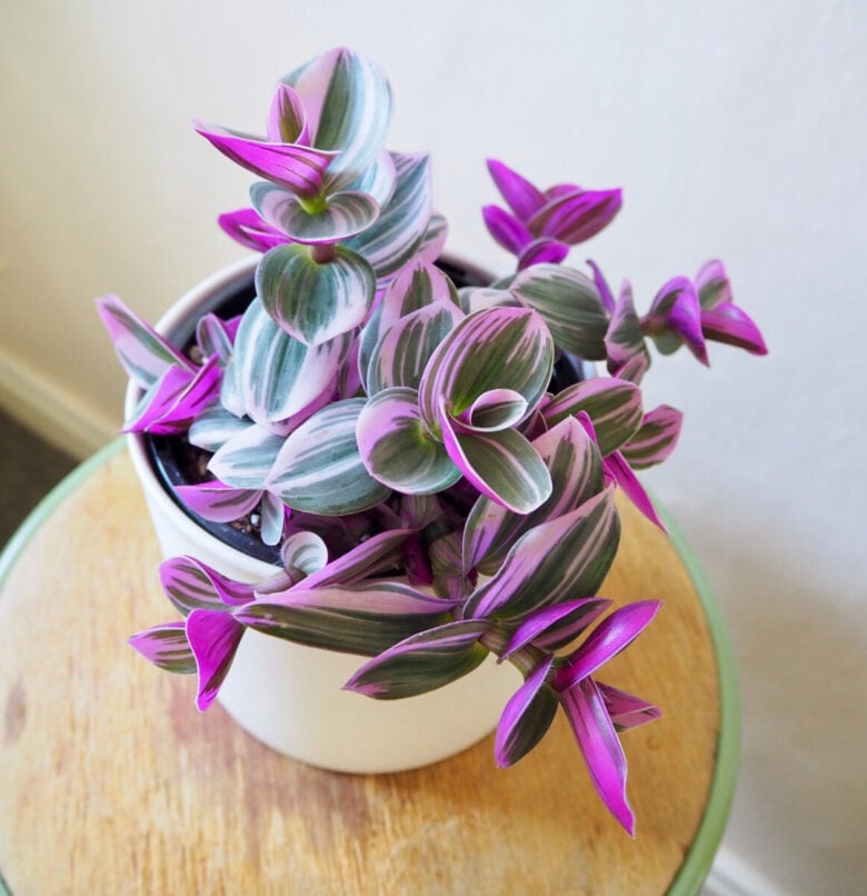 Abbellire l&#8217;ingresso di casa con le piante colorate: 10 idee e foto