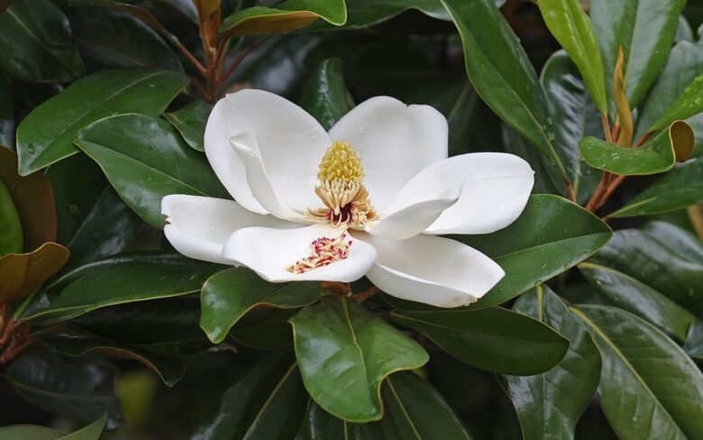 7 migliori candele profumate per la primavera