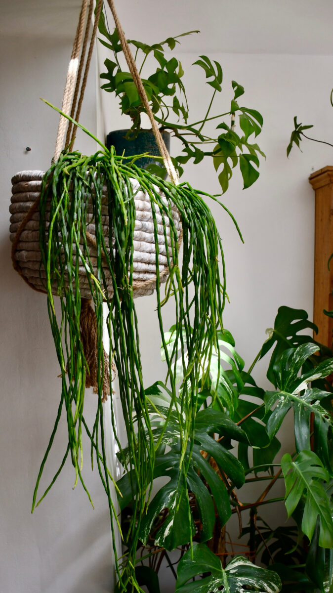 Abbellire l&#8217;ingresso con piante rampicanti: 10 idee e foto