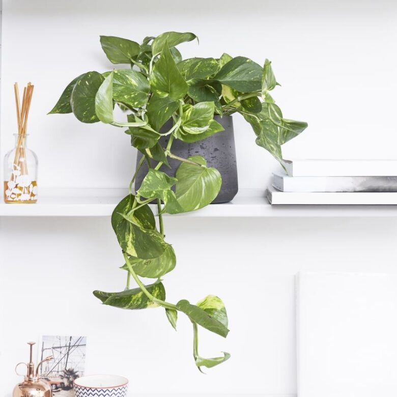Abbellire l&#8217;ingresso con piante rampicanti: 10 idee e foto