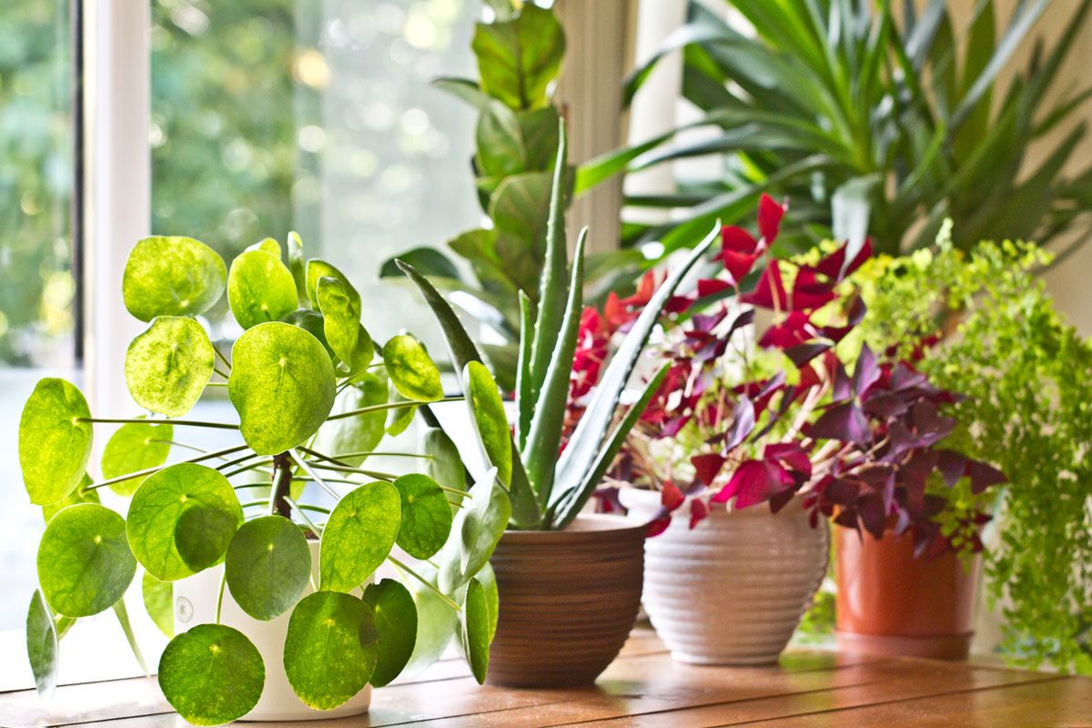 Migliori piante da appartamento in primavera: 5 idee e foto