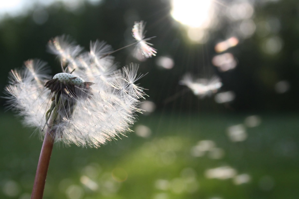 Combattere le allergie di primavera in casa: 6 prevenzioni utili