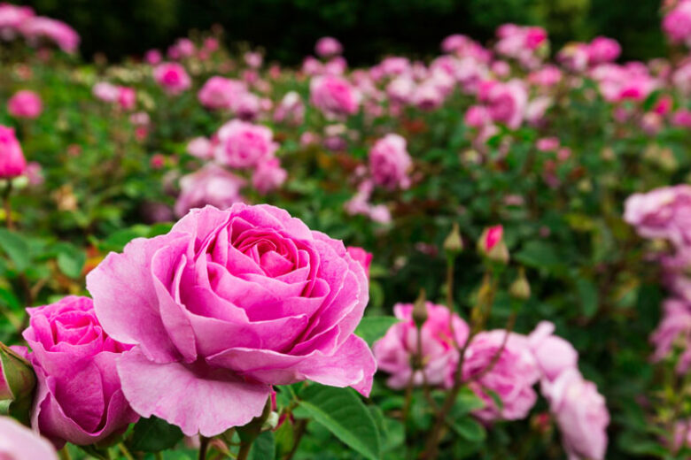 Piante e fiori primaverili da giardino: 15 varietà e foto