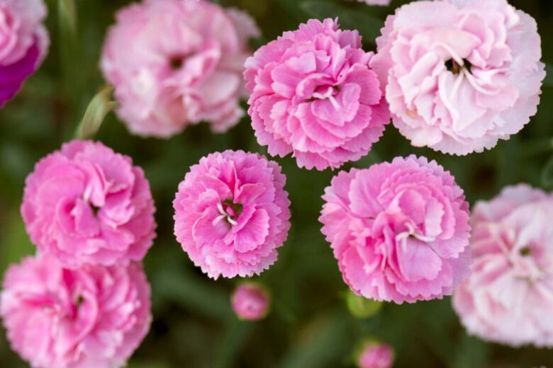 Piante e fiori spendendo poco: 7 bellissime idee