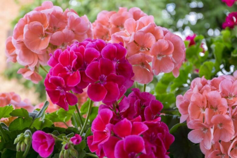 Piante e fiori spendendo poco: 7 bellissime idee