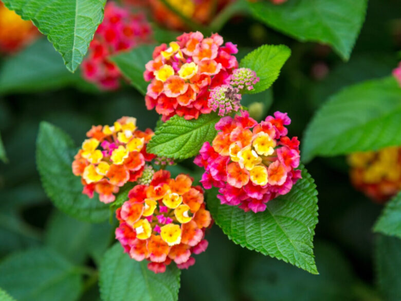 Piante e fiori spendendo poco: 7 bellissime idee