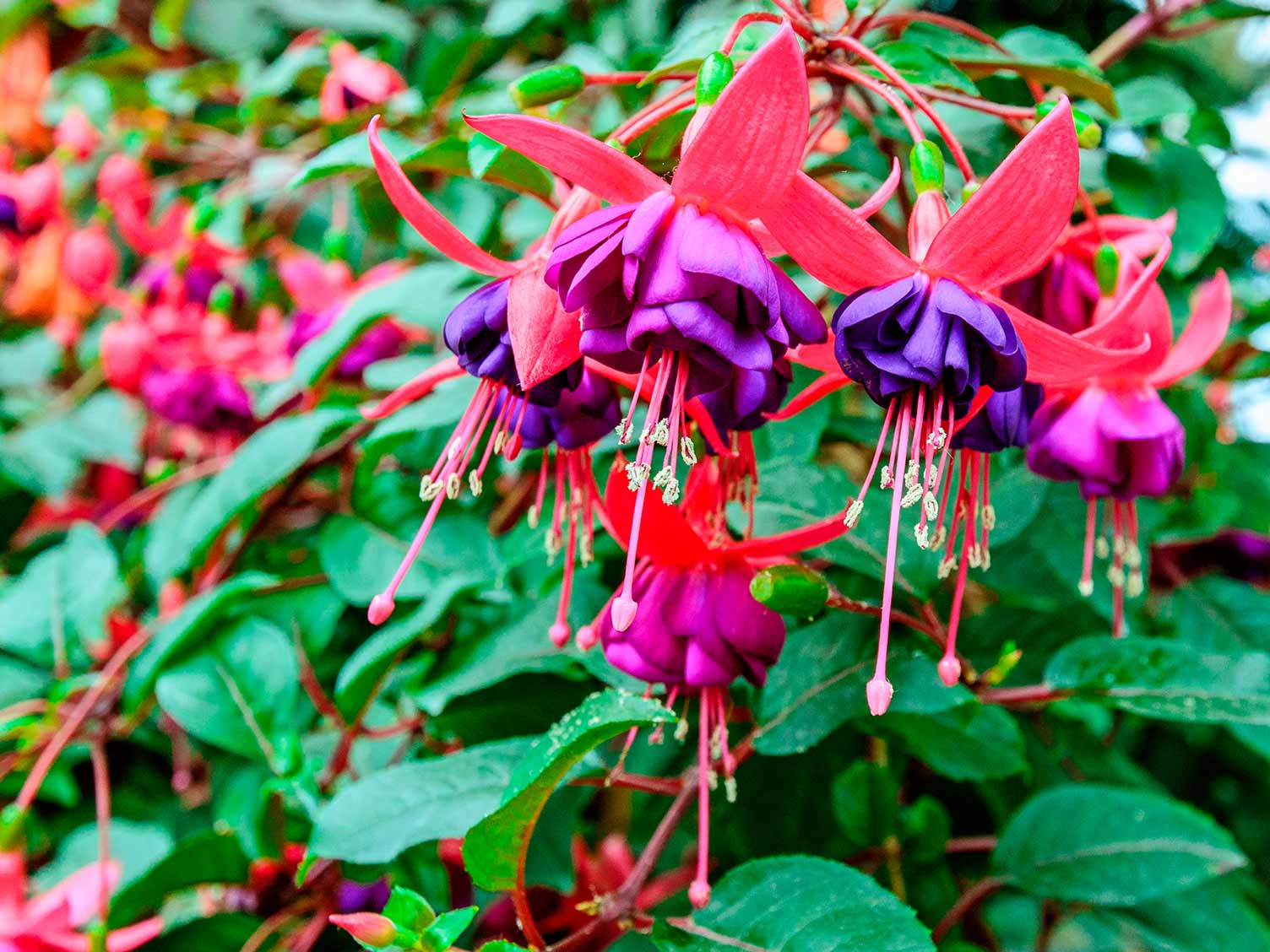 piante-e-fiori-estate-fucsia