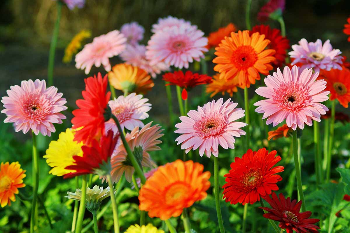 piante-e-fiori-estate