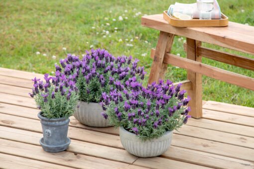 Piante e fiori per l’estate: 13 idee innovative
