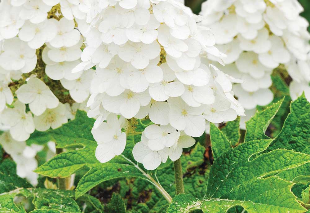 piante-e-fiori-estate-ortensia