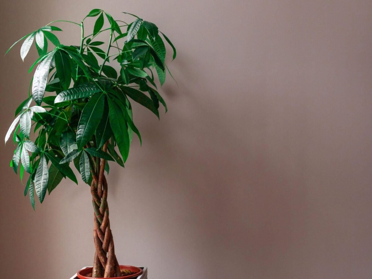 Migliori piante Feng Shui