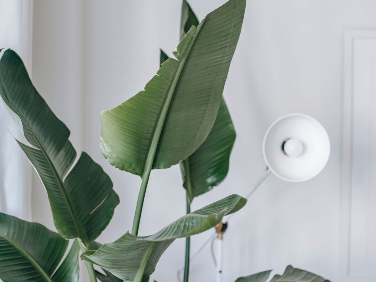 Migliori piante Feng Shui