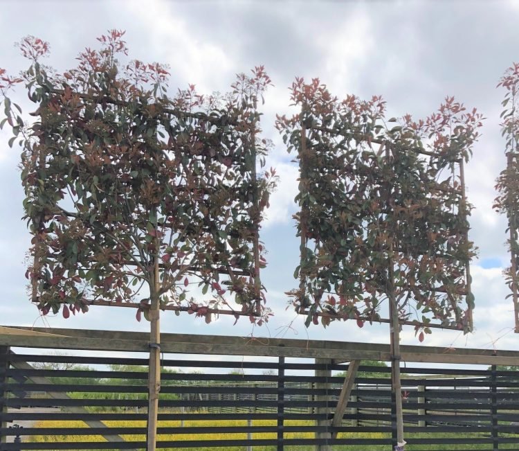 Giardino verticale: 5 idee, consigli e fai da te
