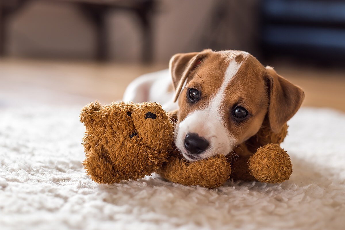 Tappeti per animali: 5 idee, foto e consigli Tappeti per animali: 5 idee, foto e consigli