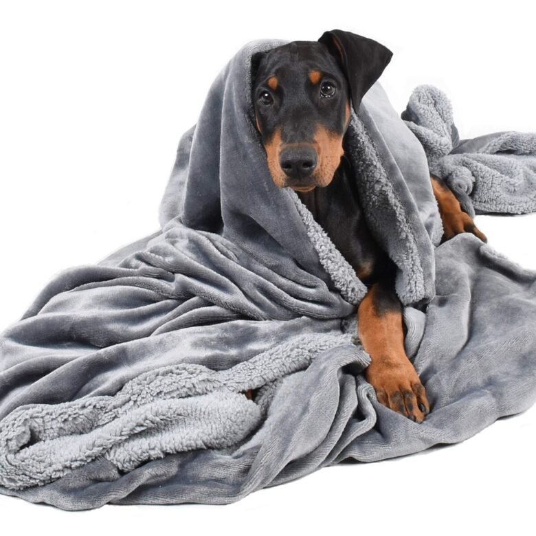 Accessori per animali domestici in autunno: 5 migliori per utilità Accessori per animali domestici in autunno: 5 migliori per utilità