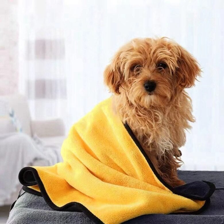 Accessori per animali domestici in autunno: 5 migliori per utilità Accessori per animali domestici in autunno: 5 migliori per utilità