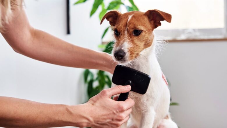 Accessori per animali domestici in autunno: 5 migliori per utilità Accessori per animali domestici in autunno: 5 migliori per utilità