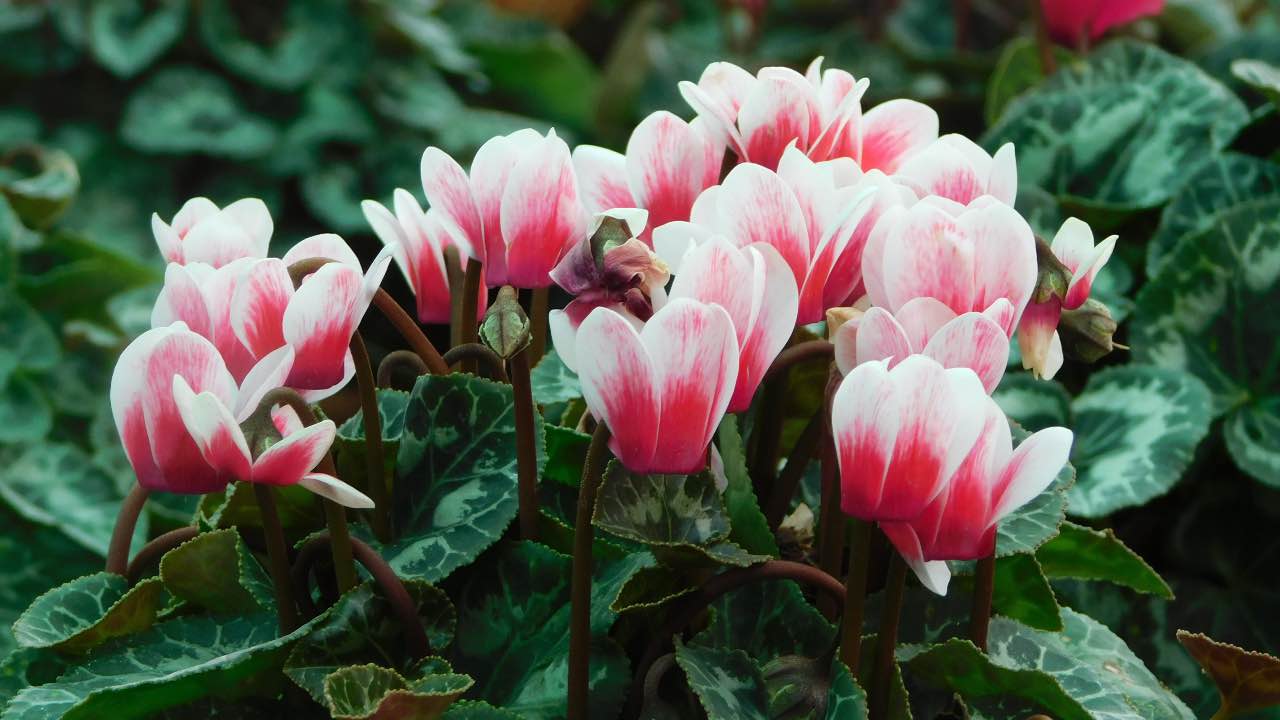 Giardino fai da te autunnale: 5 modi semplici di modifica Giardino fai da te autunnale: 5 modi semplici di modifica