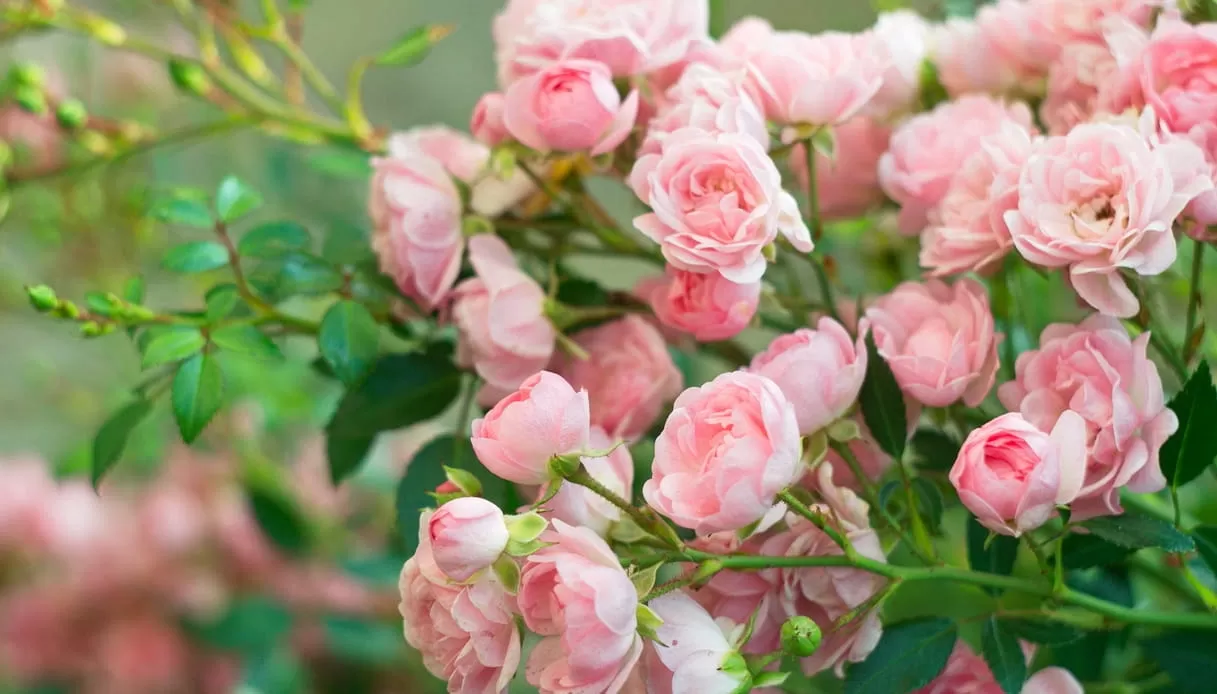 Giardino fai da te autunnale: 5 modi semplici di modifica Giardino fai da te autunnale: 5 modi semplici di modifica