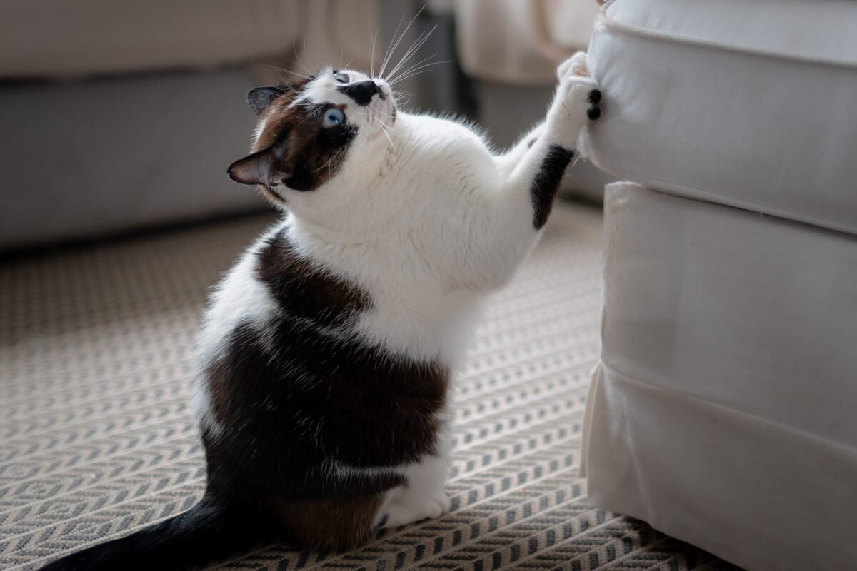 Il tuo divano è vittima del gatto? Ecco come proteggerlo davvero Il tuo divano è vittima del gatto? Ecco come proteggerlo davvero