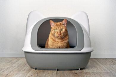 Cattivo odore in casa? Grazie al tuo gatto si risolve il problema a costo zero!