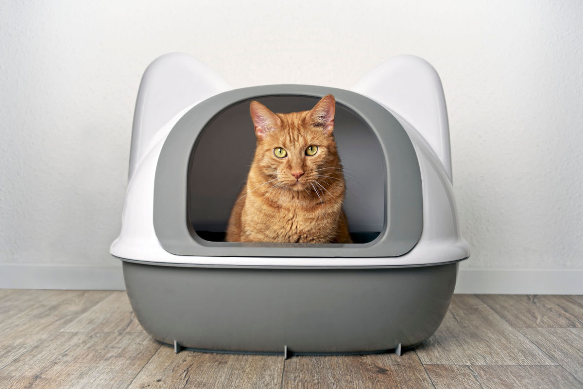 Cattivo odore in casa? Grazie al tuo gatto si risolve il problema a costo zero! Cattivo odore in casa? Grazie al tuo gatto si risolve il problema a costo zero!