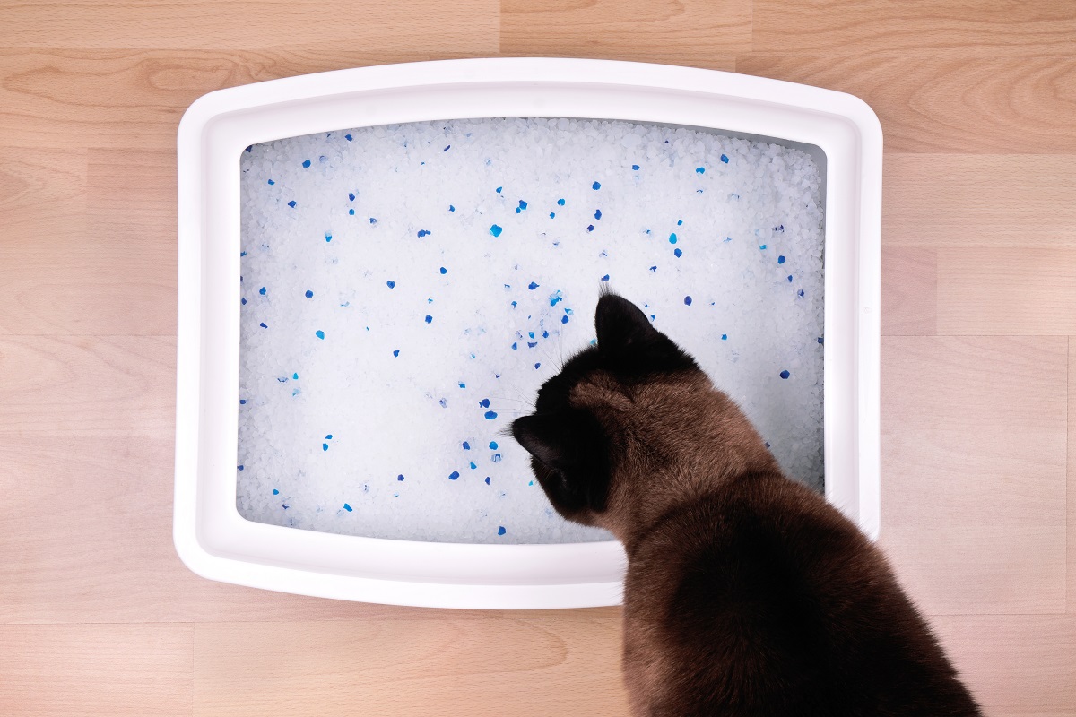 Cattivo odore in casa? Grazie al tuo gatto si risolve il problema a costo zero! Cattivo odore in casa? Grazie al tuo gatto si risolve il problema a costo zero!
