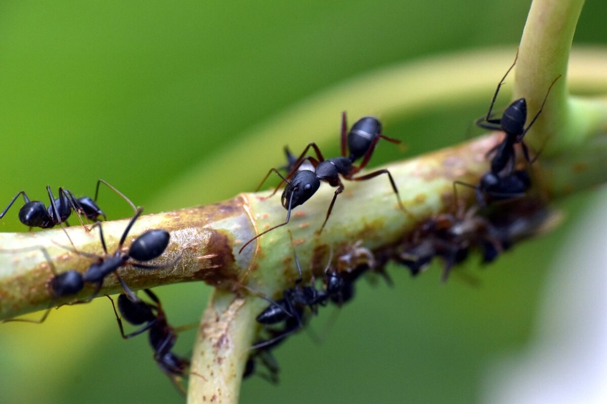 Infestazione di formiche