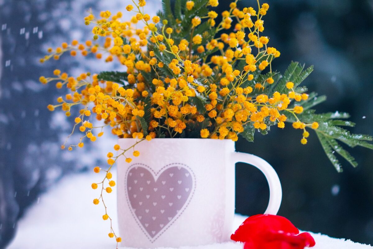 Mimosa