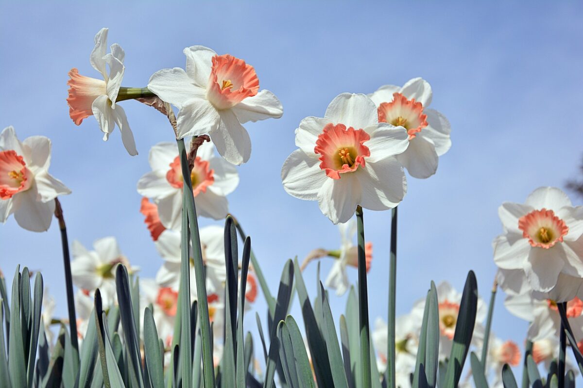 Piante che fioriscono a febbraio: gli alberi e i fiori più belli