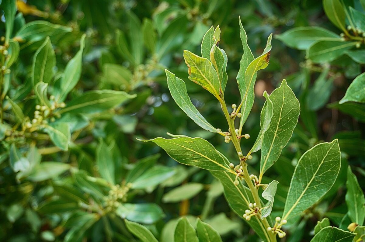 Pianta di alloro